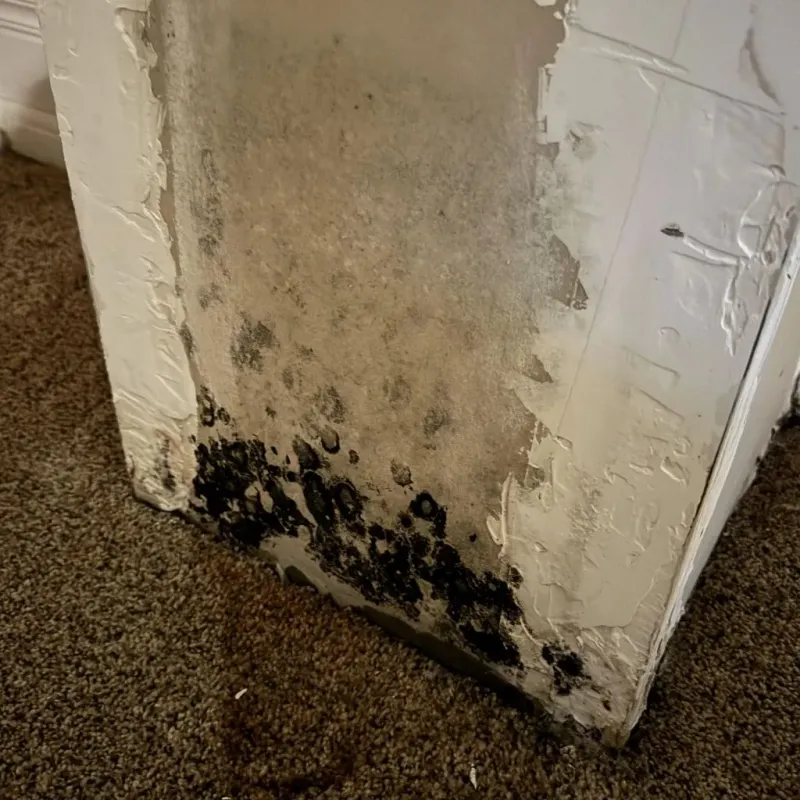 Professional Mold Removal in Mesa County, CO
